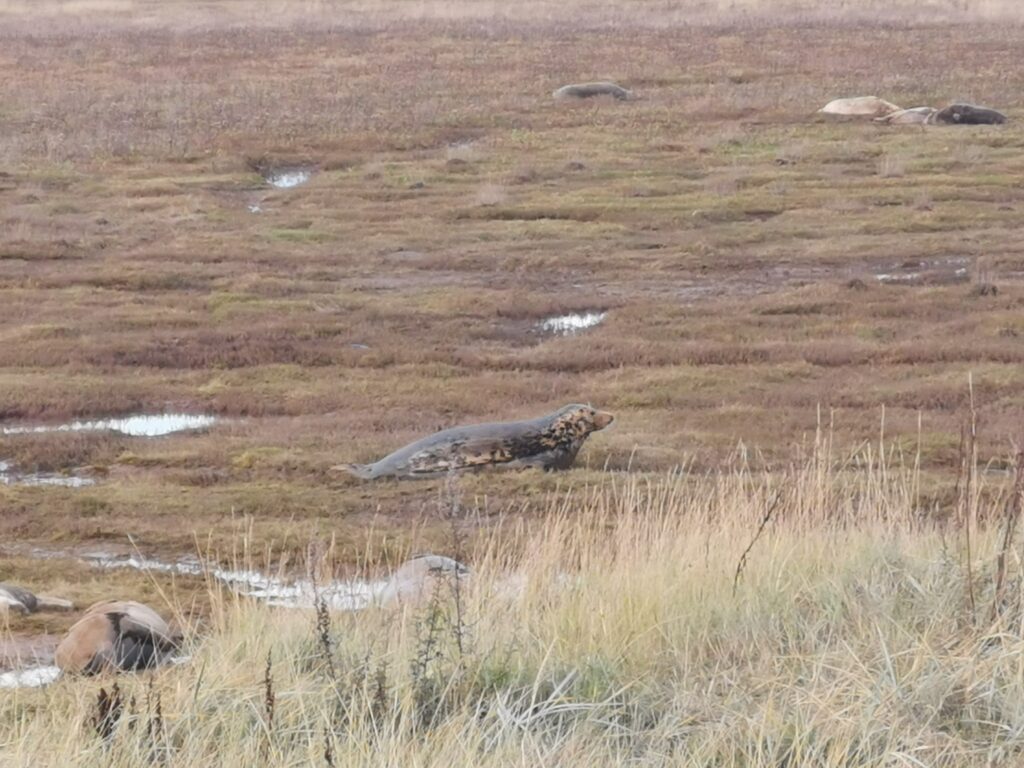 seals in the distance at Donna Nook beach