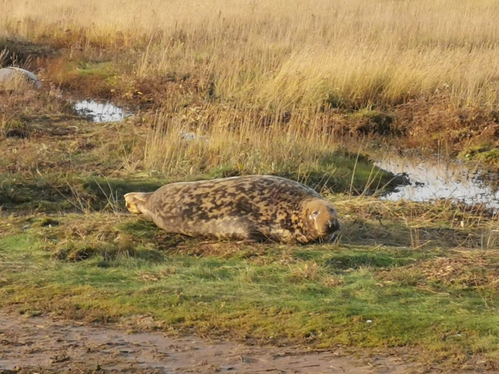 seals at Donna Nook on the marshland