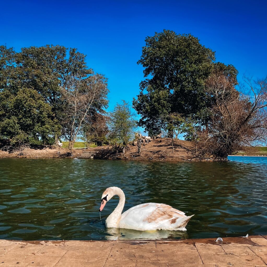 cleethorpes boating lake swan