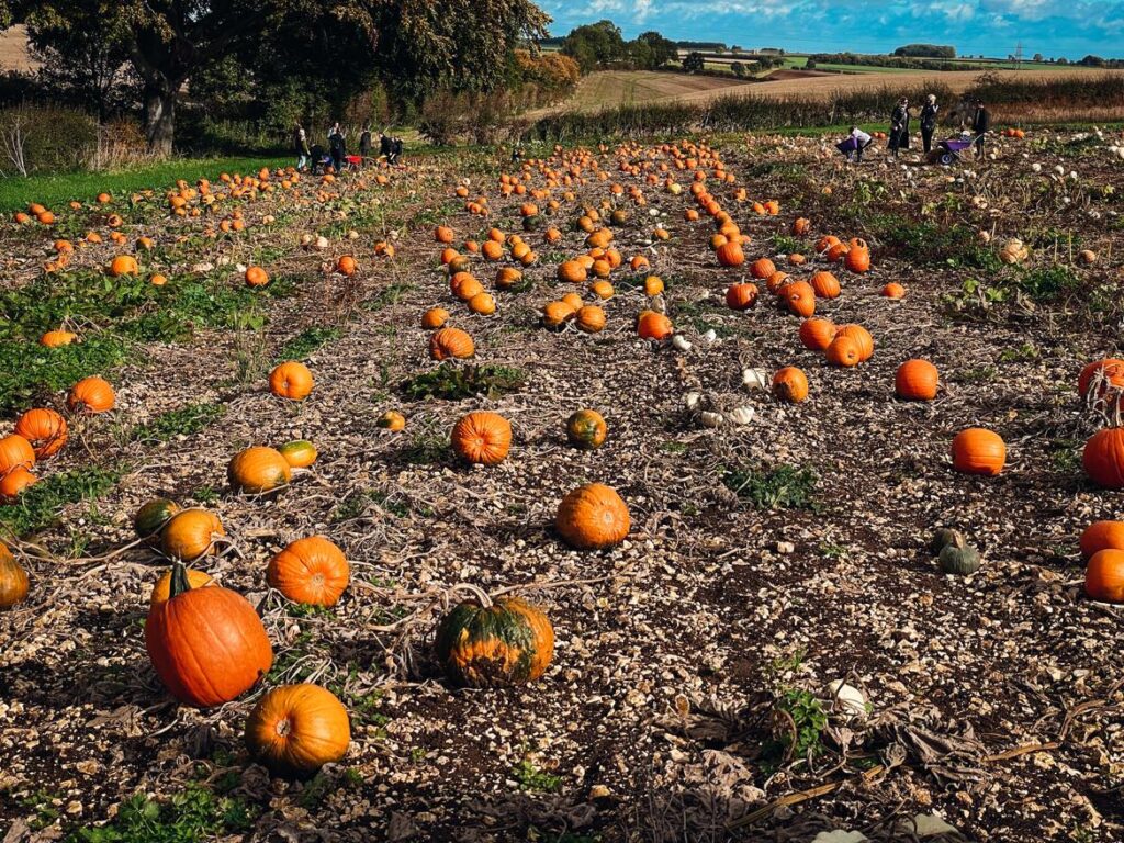 Ling's Farm pumpkin picking