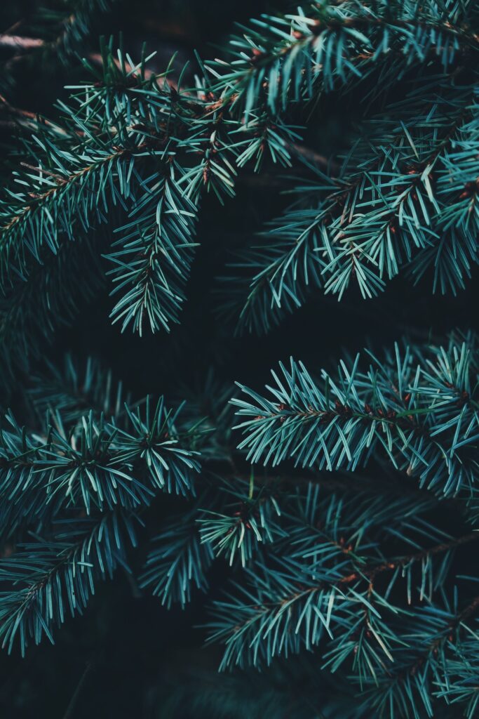 Close up of pine needles on real Christmas tree