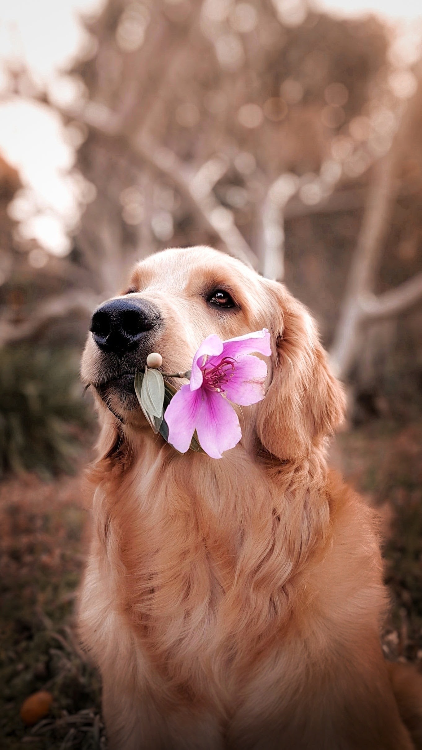 Golden retriever with pink flower in his mouth
