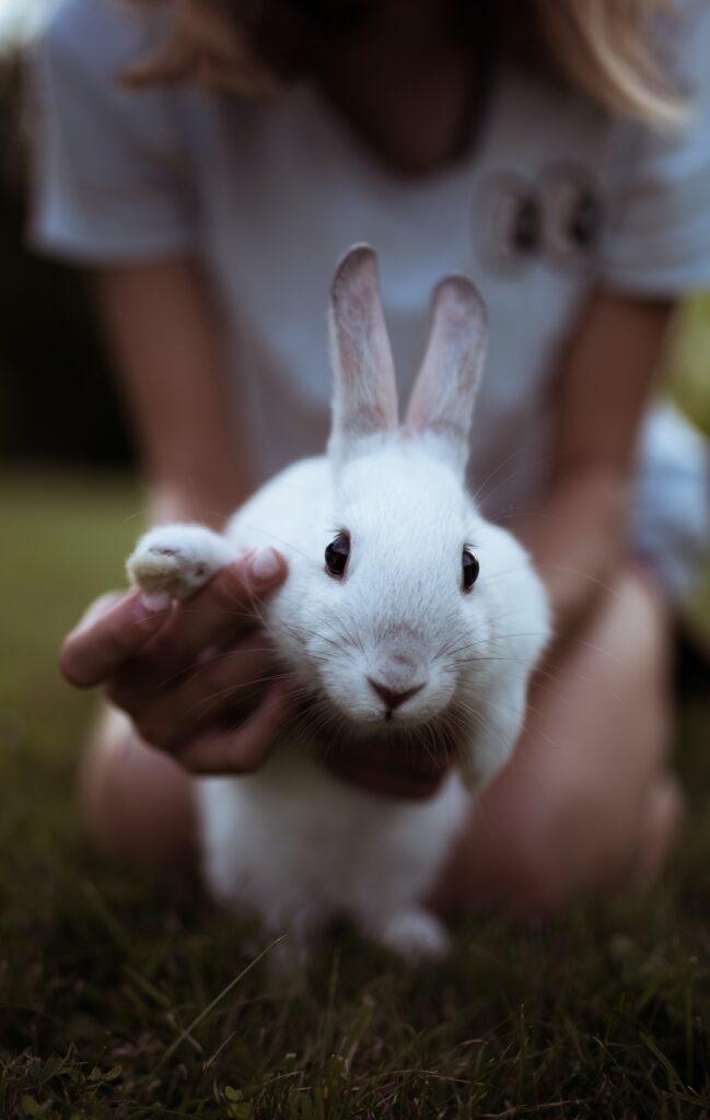 rabbit held by child